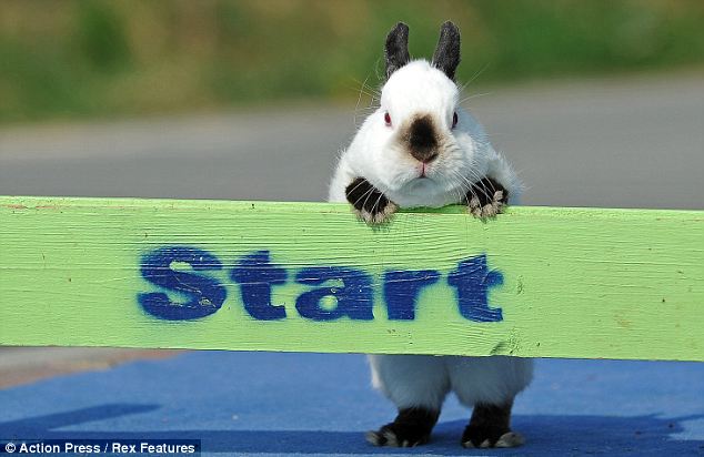 http://www.animal-space.net/2011/04/meet-showjumping-rabbits.html