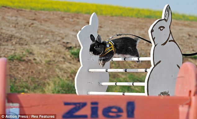 http://www.animal-space.net/2011/04/meet-showjumping-rabbits.html