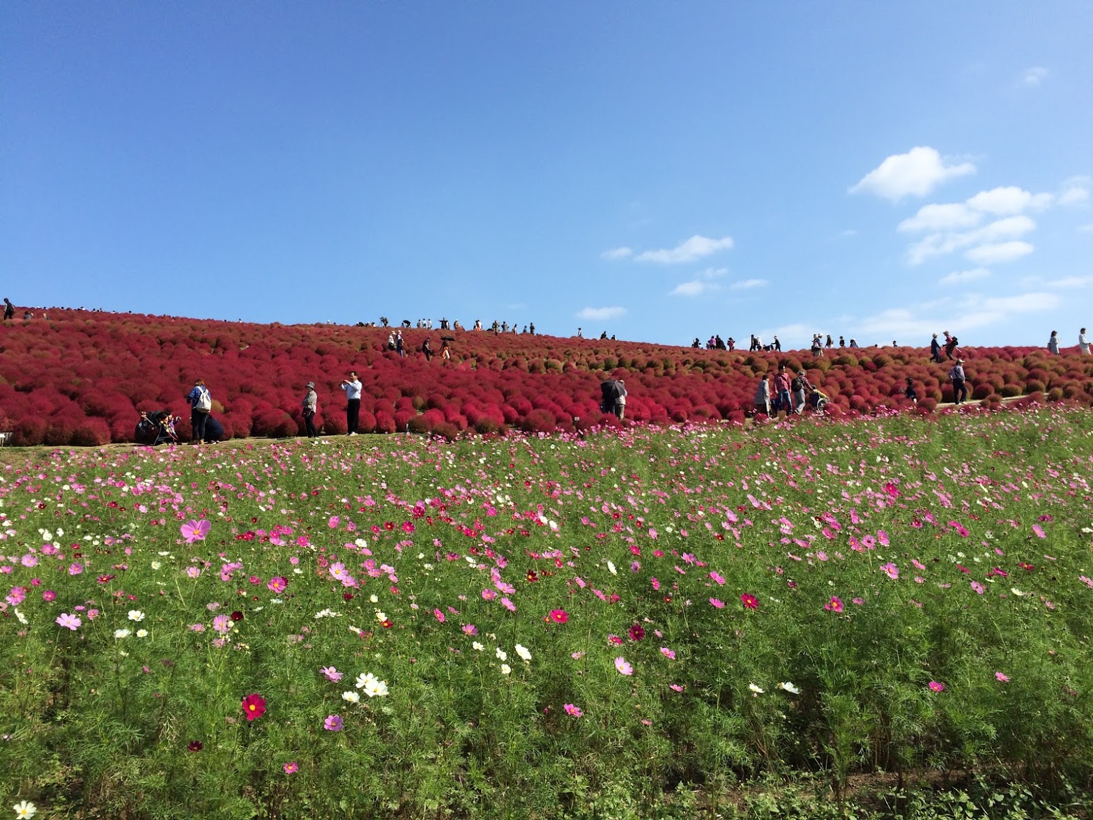 Photo by Asuka Yuikawa