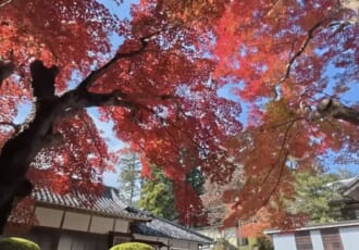 【わんこと全国旅#14】キャンピングカーで巡る世界遺産・和歌山の旅。絶景と美食、そして極上の車中泊体験