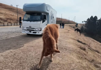 【わんこと全国旅#19】岬を駆ける風と、わんことの絆。ダイレクトカーズ「オーステリア」で巡る、南九州・野生動物を訪ねる旅